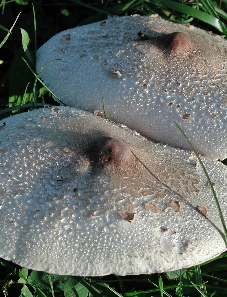 MFPPA00218_6.jpg