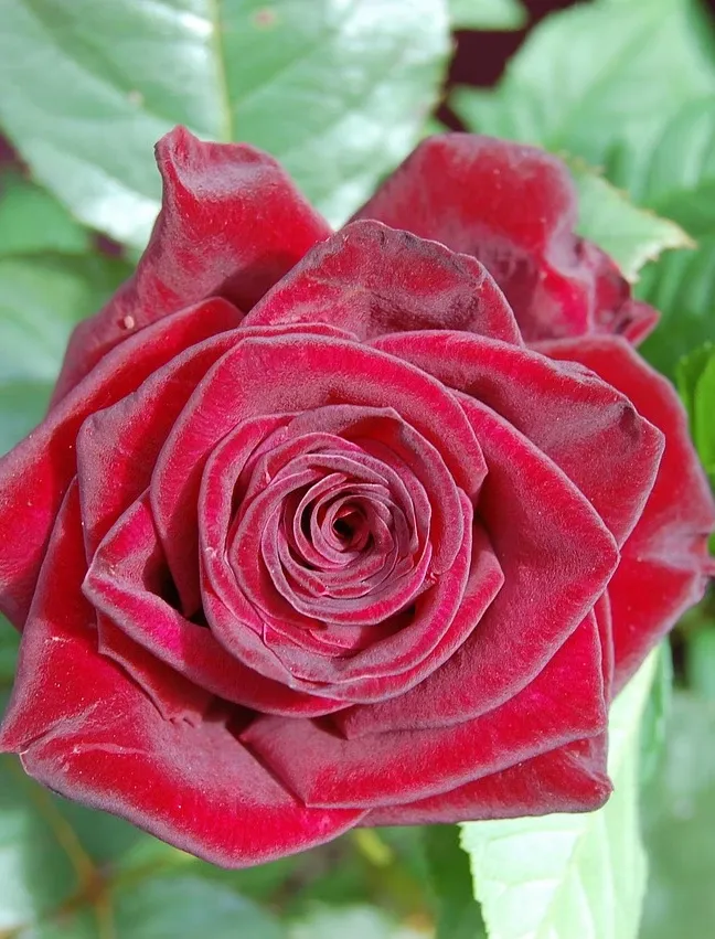 MFACH00384_4.jpg