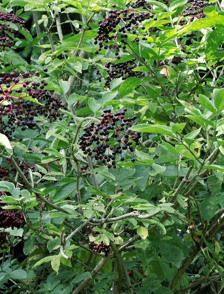 MFAPM00010_4.jpg