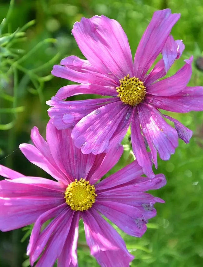 MFPPA00250_1.jpg
