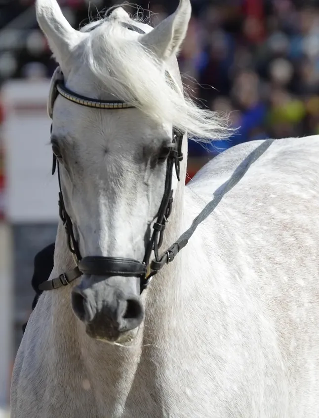 MFASA00522_5.jpg