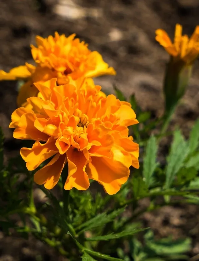MFPRO01479_1.jpg