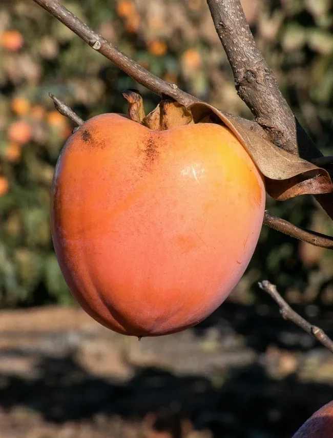 MFPOU00416_4.jpg