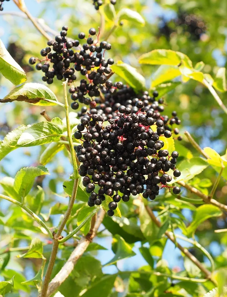MFAPM00041_6.jpg